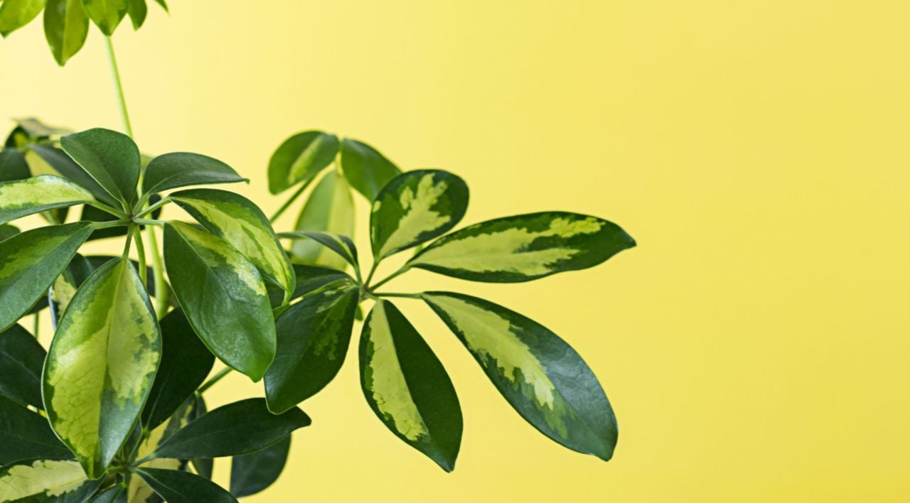 Şeflera Bitkisi Nasıl Çoğaltılır