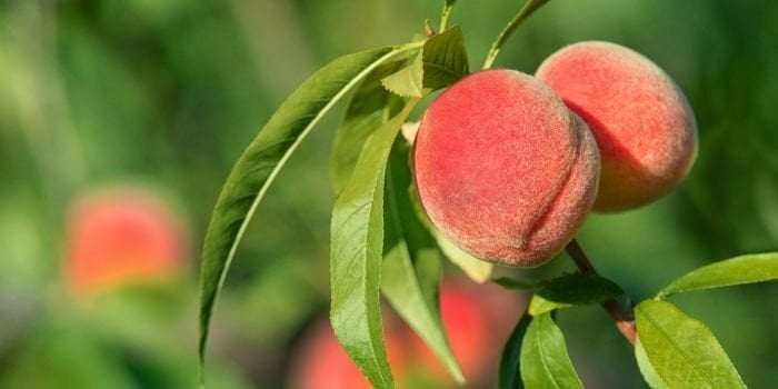 Şeftali Fidanı Çeşitleri