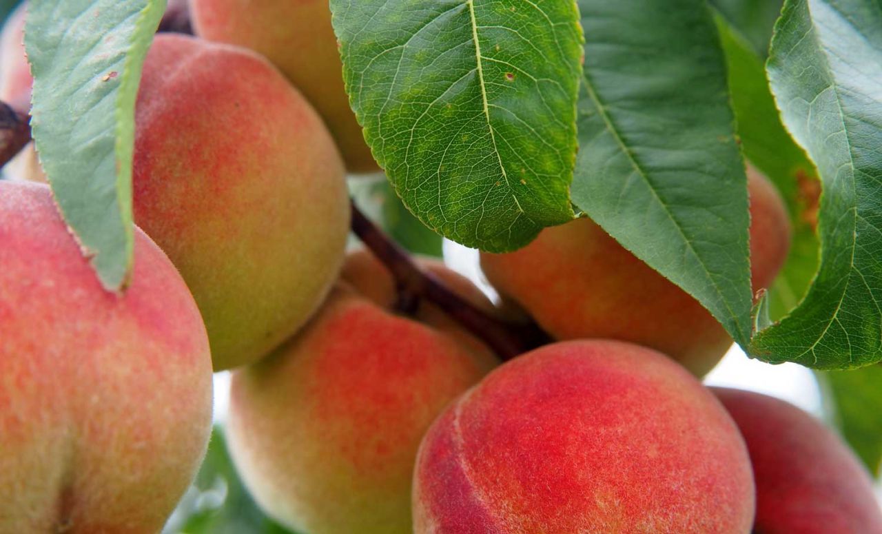 Şeftali Fidanı Özellikleri Nelerdir
