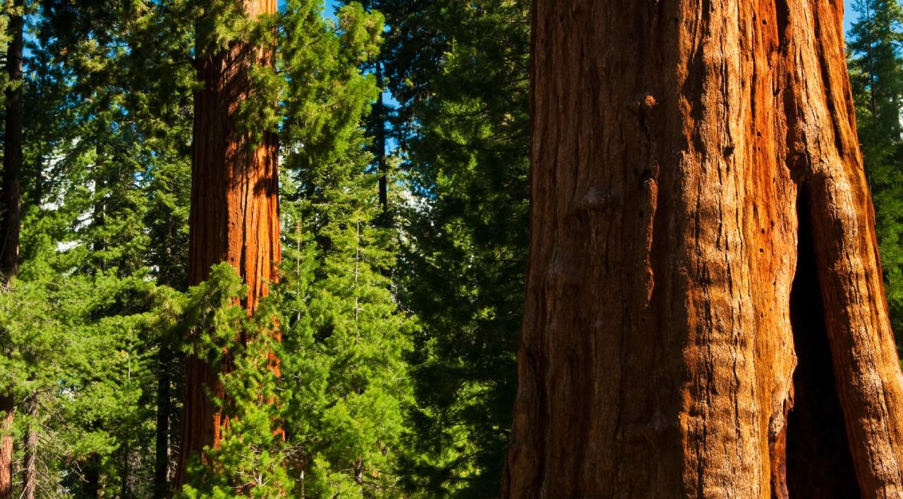 Sahil Sekoyası Özellikleri