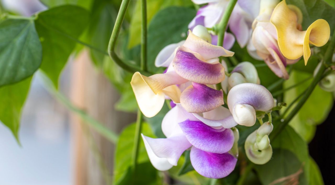 Selluka Çiçeği Özellikleri