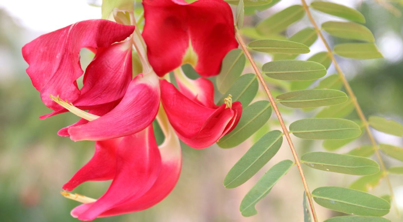 Sesbanya Çiçeği Nereden Alınır