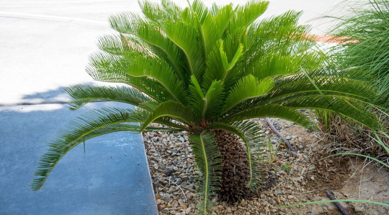 Sikas Ağacı Özellikleri