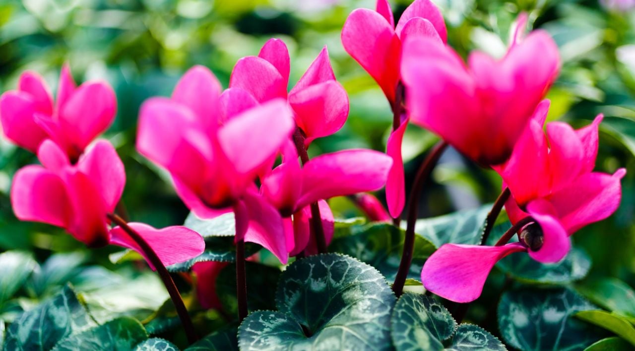 Siklamen Çiçeği Bakımı