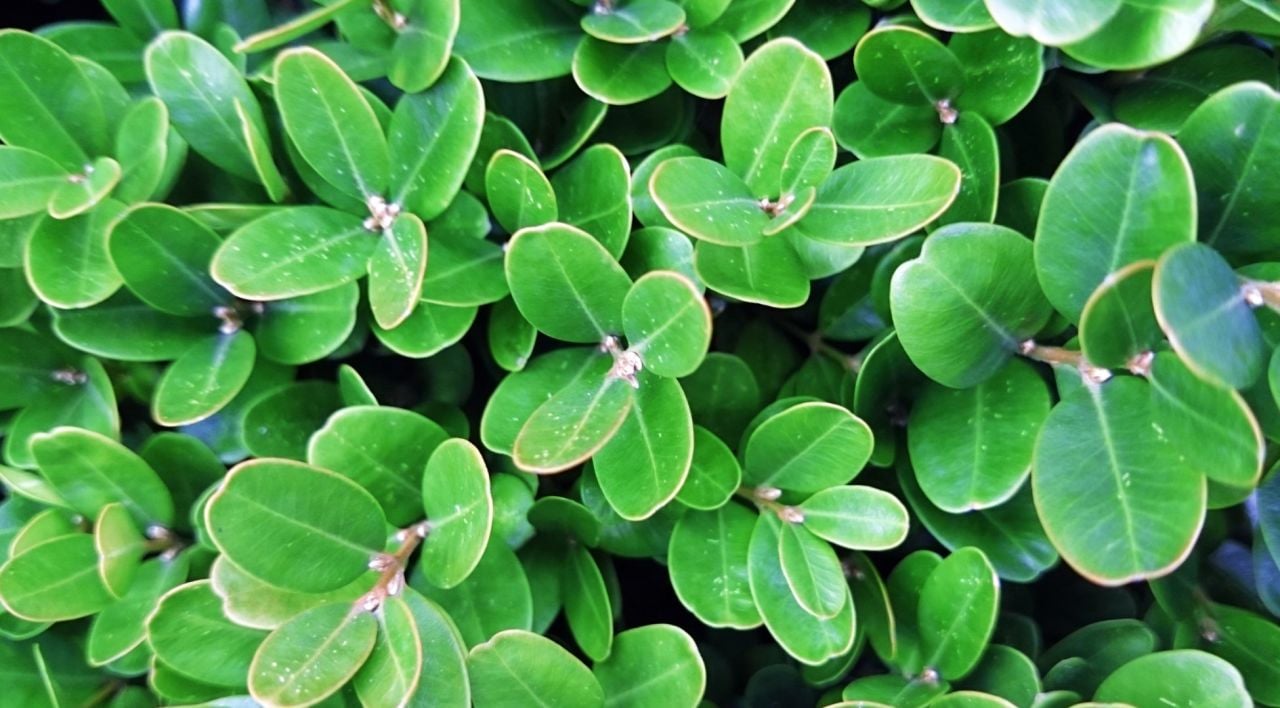 Şimşir Fidanı Fiyatı