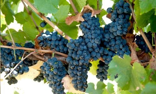 Tüplü Şiraz Üzüm Fidanı Bakımı