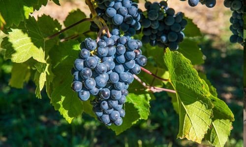 Tüplü Şiraz Üzüm Fidanı Satışı