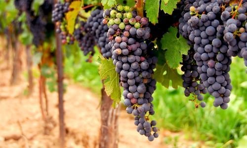 Tüplü Şiraz Üzüm Fidanı Fiyatı