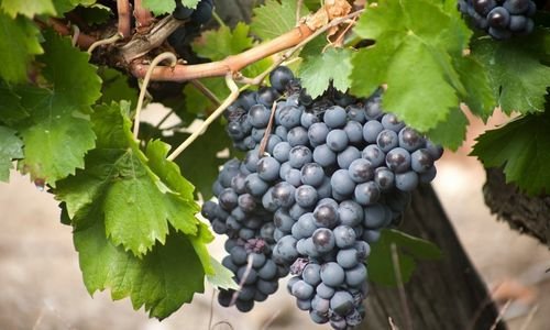 Tüplü Şiraz Üzüm Fidanı Özellikleri