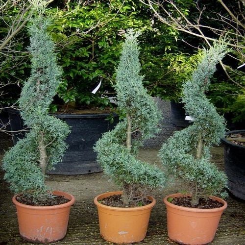 Spiral Mavi Servi Ağacı Özellikleri