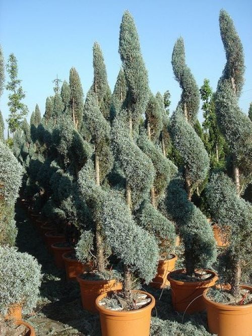 Spiral Mavi Servi Çeşitleri