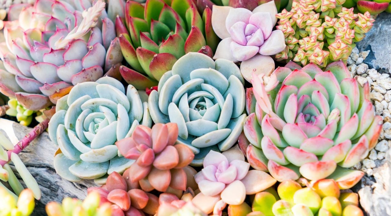 Sukulent Bakımı