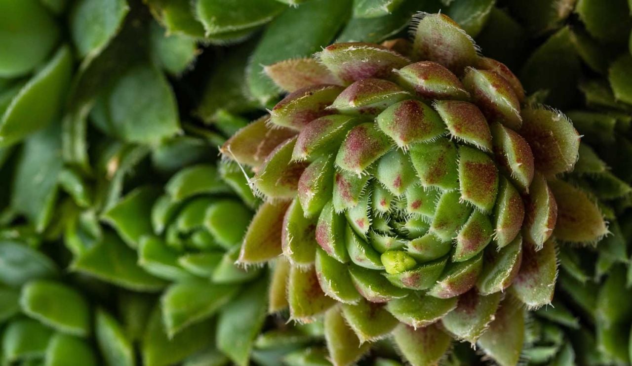 Sukulent Faydaları Nelerdir