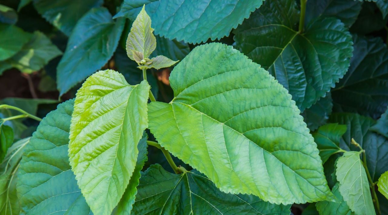 Süs Dutu Fidanı Nerede Yetişir