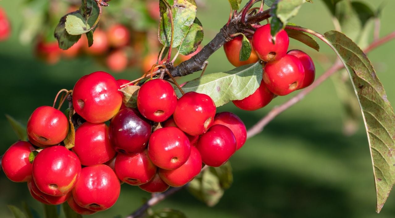 Süs Elması Fidanı Genel Özellikleri