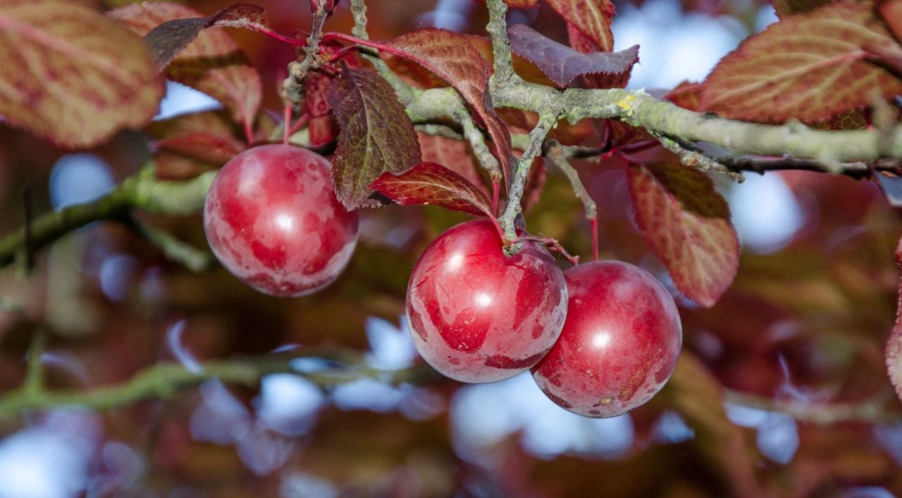 Süs Eriği Fidanı Satışı