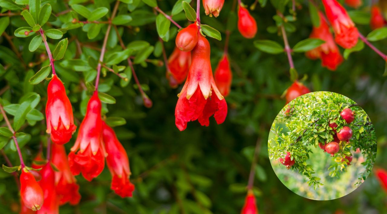 Süs Narı Satışı