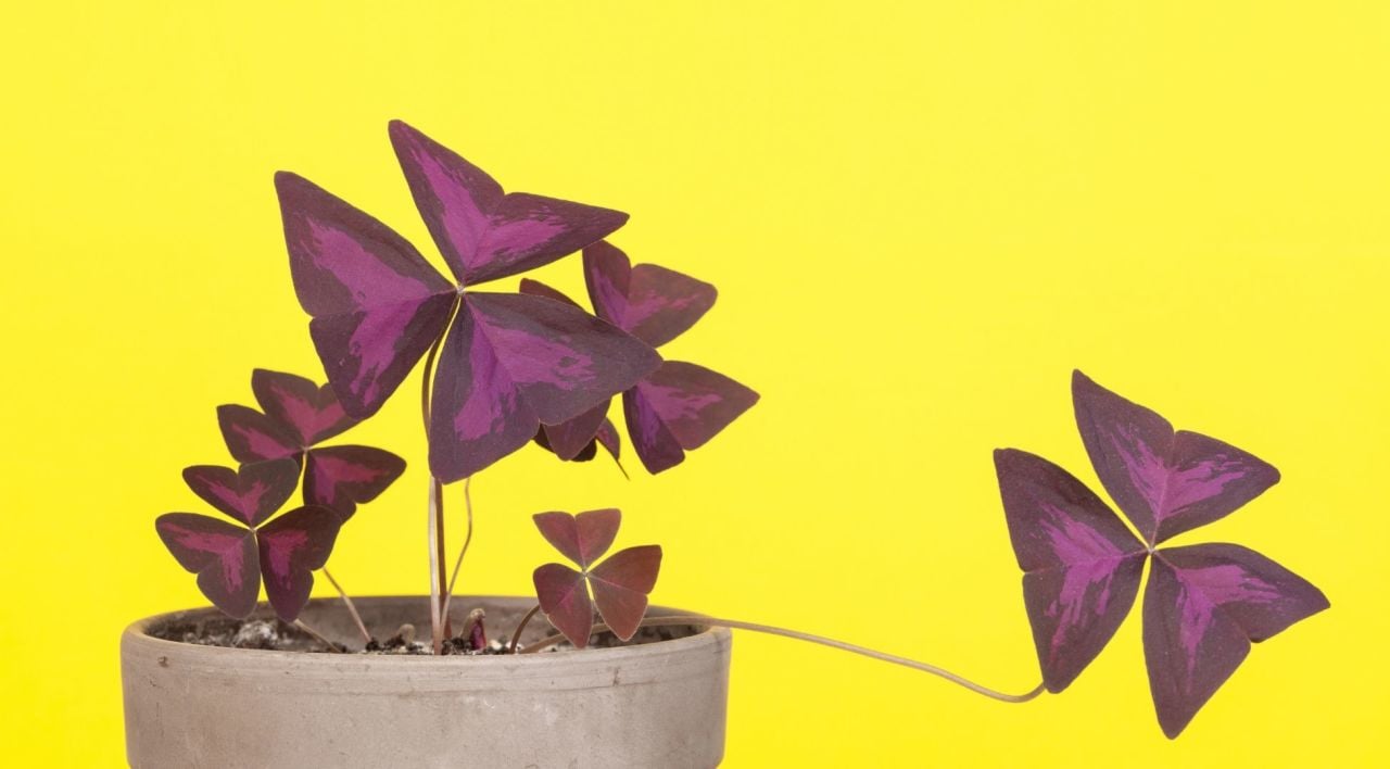 Süs Yoncası Bakımı