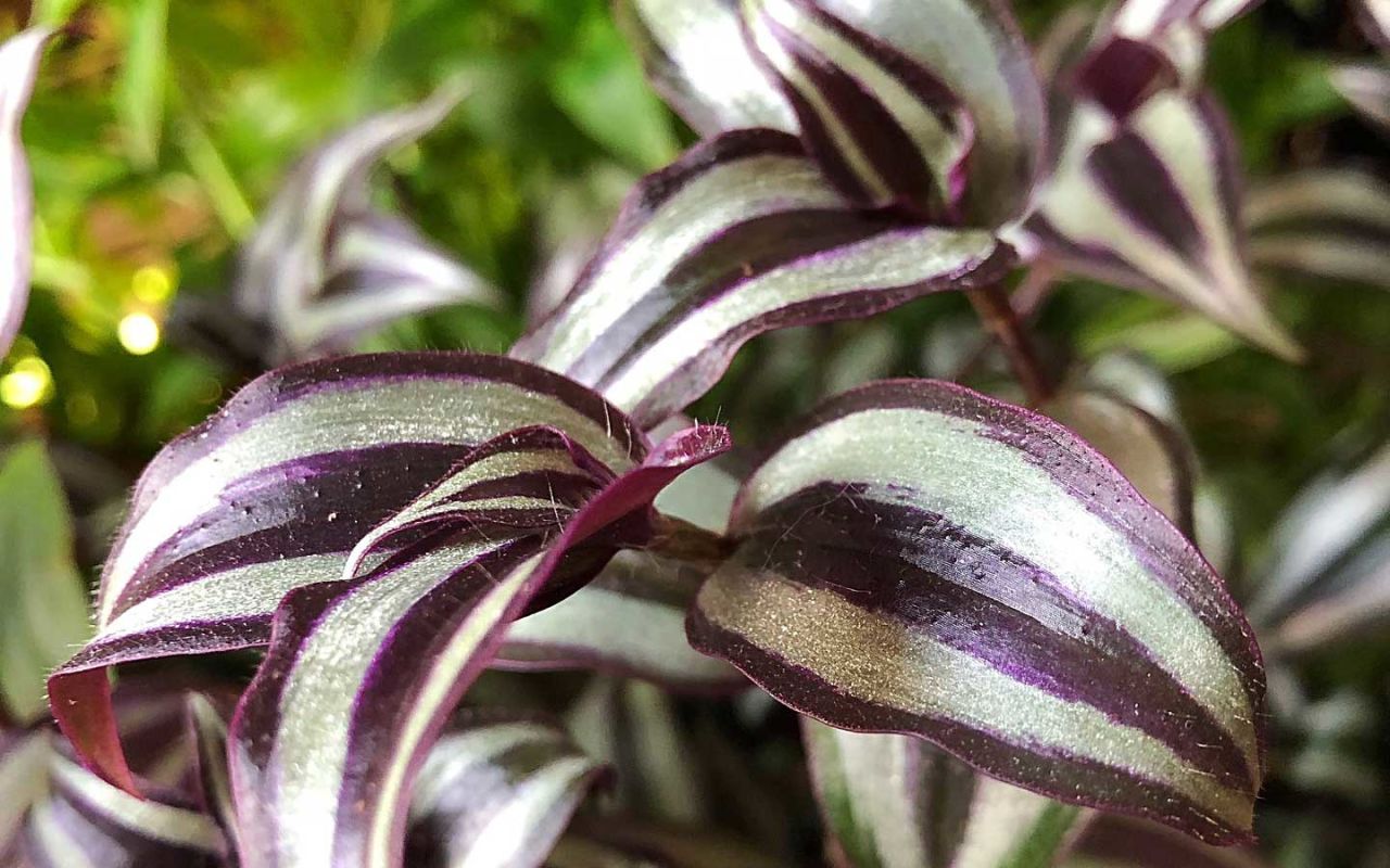 Telgraf Çiçeği Çeşitleri Nelerdir