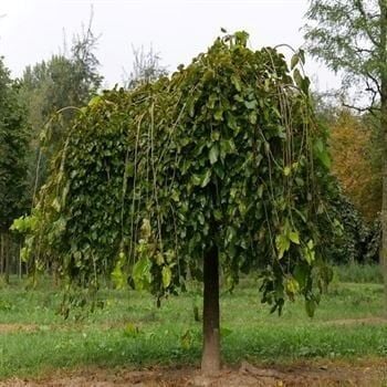 Ters Dut Fidanı Özellikleri