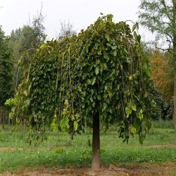 Ters Dut Fidanı Satışı