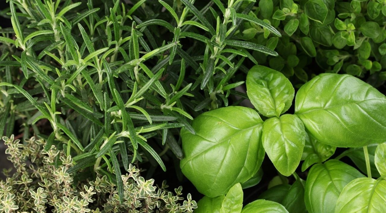 Tıbbi Ve Aromatik Bitkiler