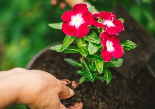 Çiçek Toprağı Değiştirme