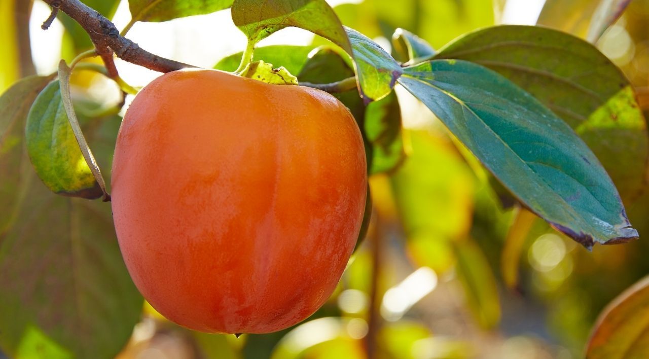 Trabzon Hurması Fidanı Satışı