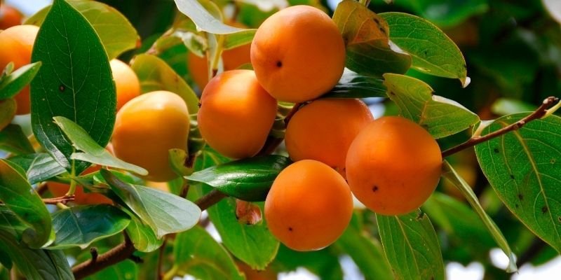 Tüplü Trabzon Hurması Bakımı