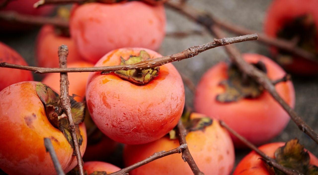 Trabzon Hurması Fidanı Çeşitleri