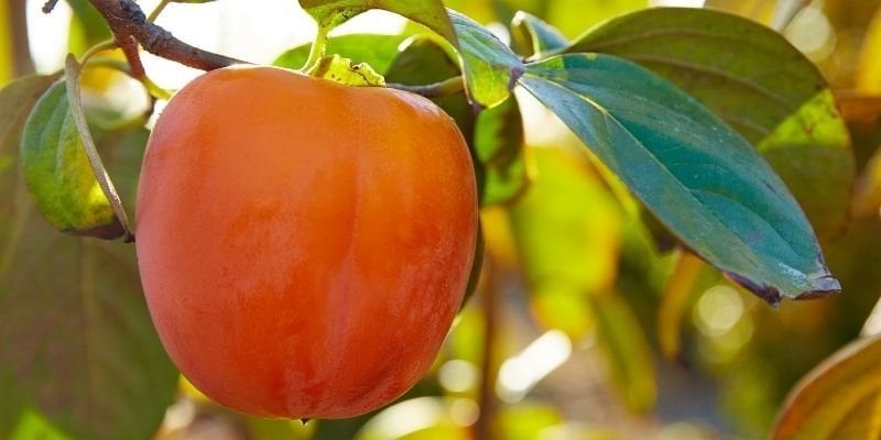 Tüplü Trabzon Hurması Fidanı Fiyatı