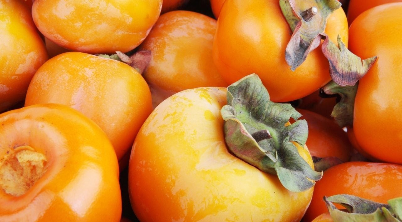 Trabzon Hurması Fidanı Fiyatı