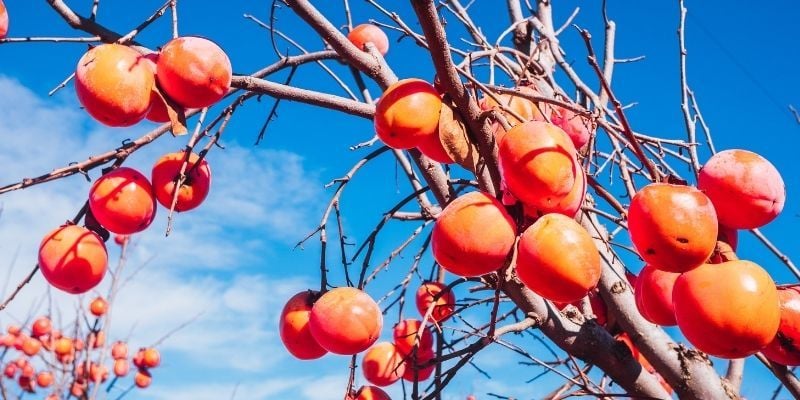 Tüplü Trabzon Hurması Fidanı Özellikleri