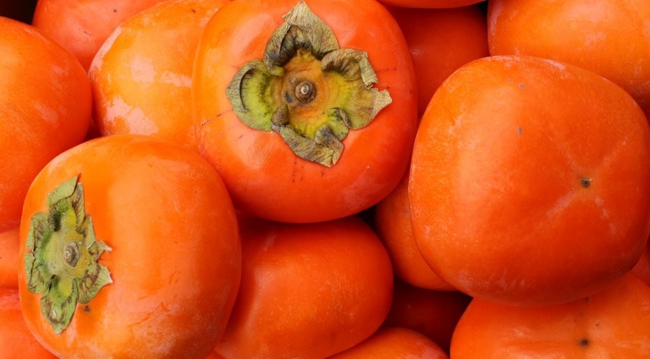 Trabzon Hurması Fidanı Özellikleri