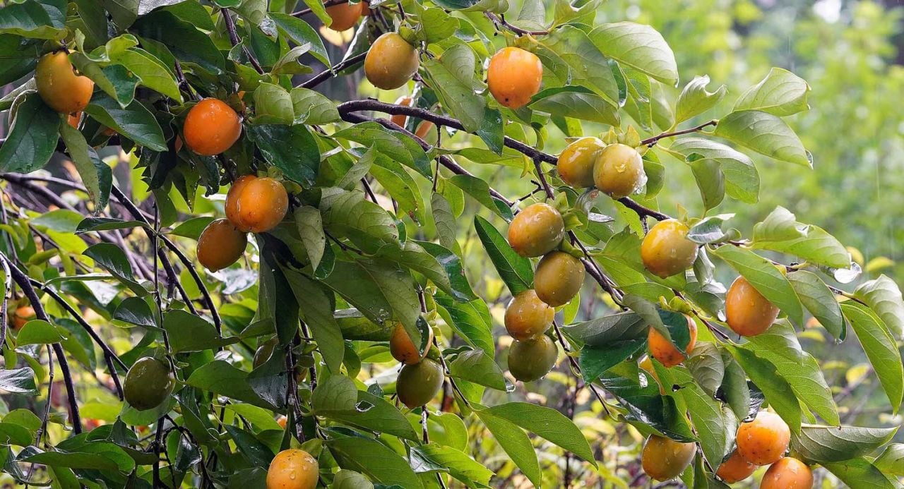 Trabzon Hurması Nasıl Yetiştirilir