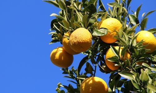 Turunç Fidanı Özellikleri