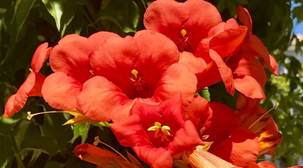 Turuncu Acem Borusu Bakımı