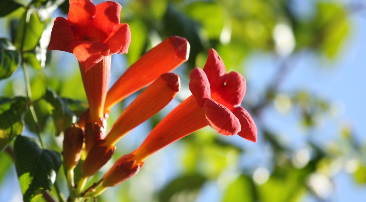 Turuncu Acem Borusu Çeşitleri