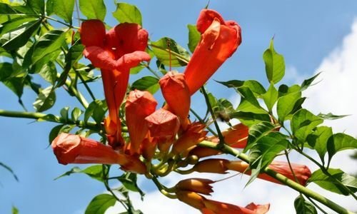 Acem Borusu Çiçeği Yetiştiriciliği