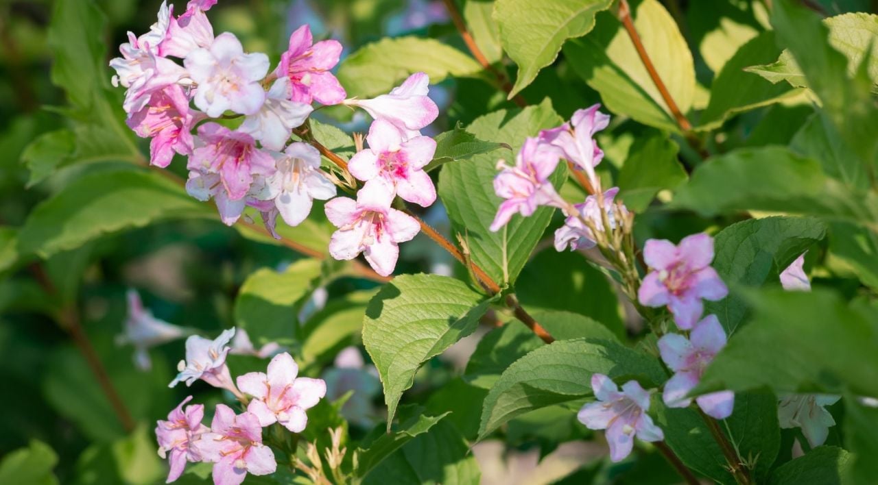 Vangelya Çiçeği Nasıl Çoğaltılır
