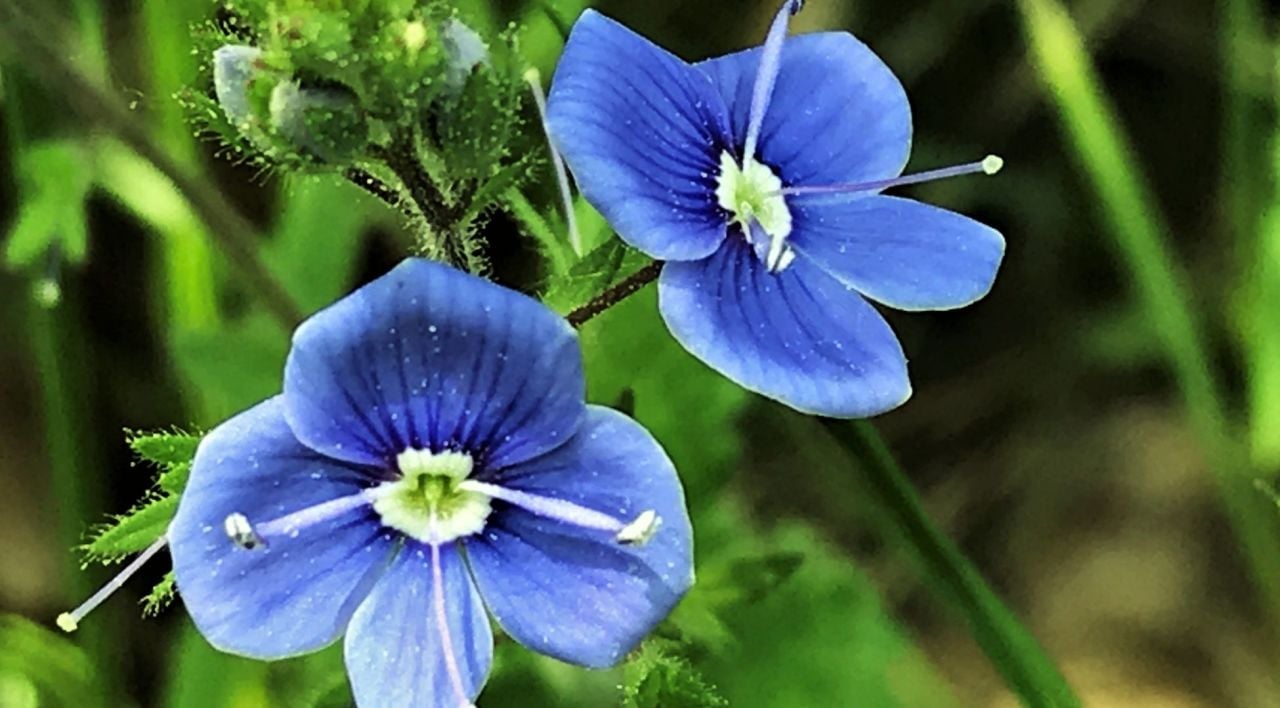 Veronika Çiçeği Özellikleri