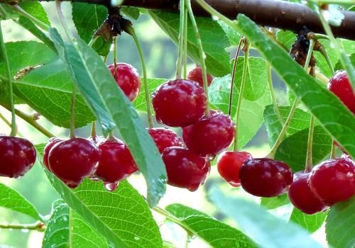 Vişnap Fidanı Bakımı