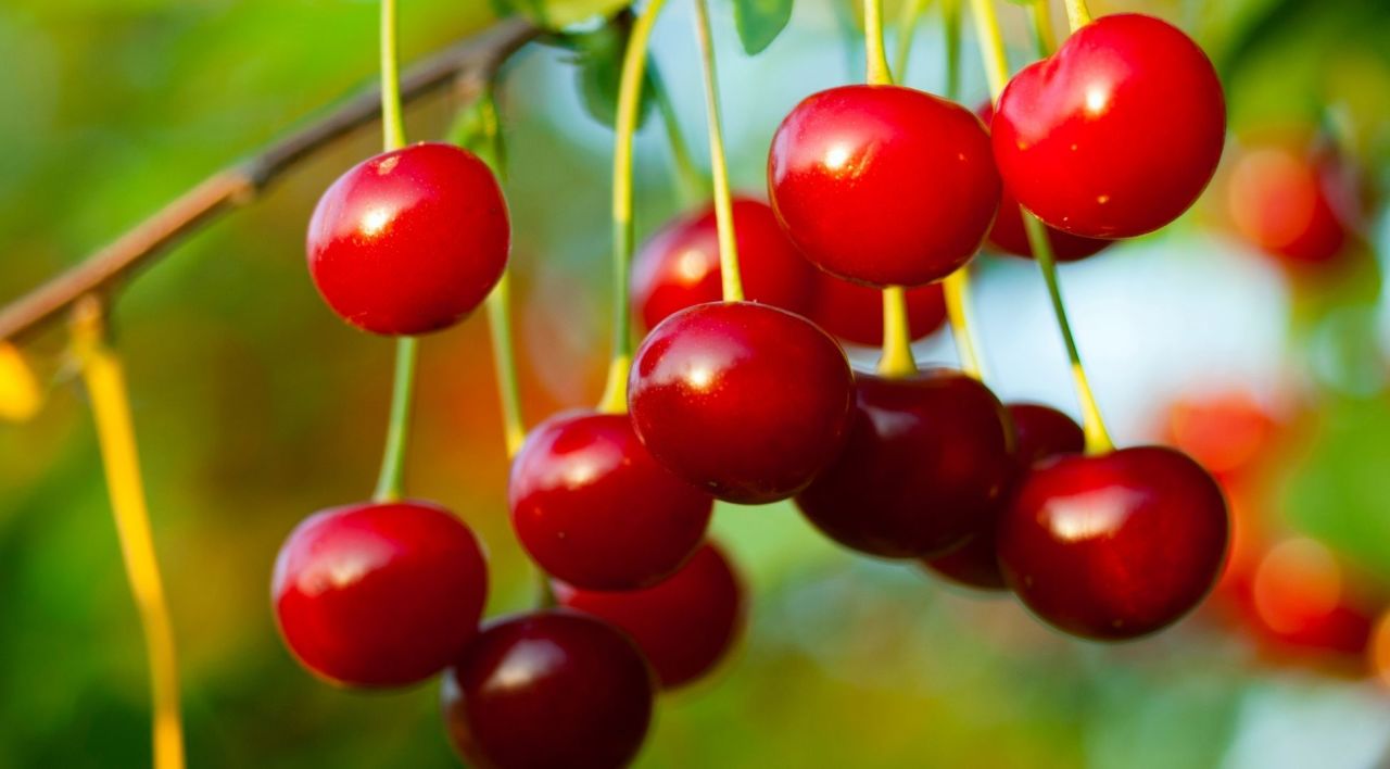 Vişnap Fidanı Fiyatları