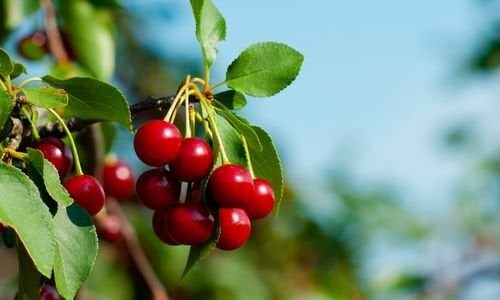 Macar Vişne Fidanı Bakımı