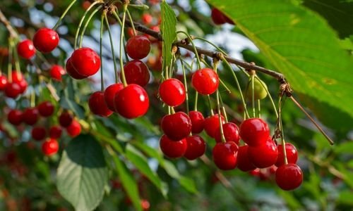 Macar Vişne Fidanı Çeşitleri