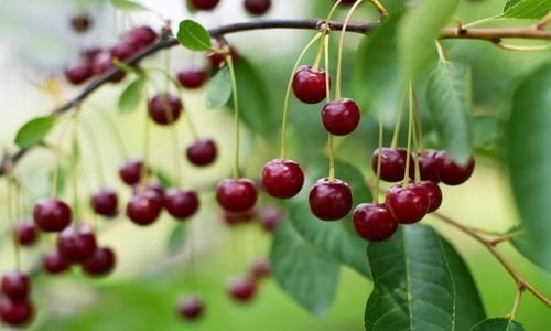 Macar Vişne Fidanı Özellikleri