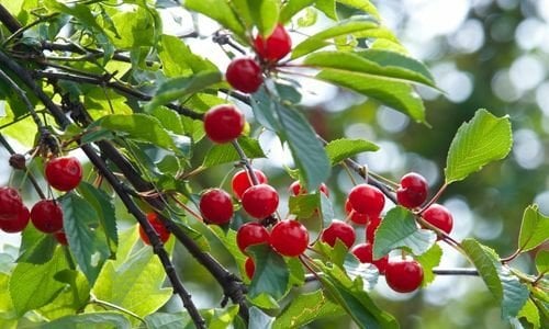 Tüplü Vişne Fidanı Bakımı