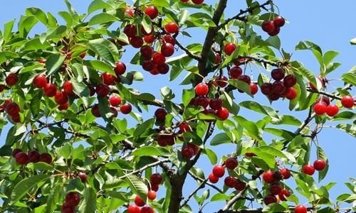 Tüplü Vişne Fidanı Özellikleri