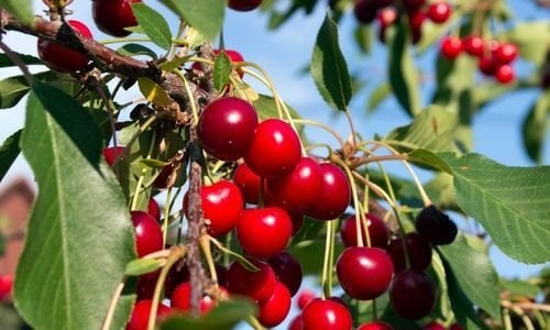 Tüplü Vişne Fidanı Satışı