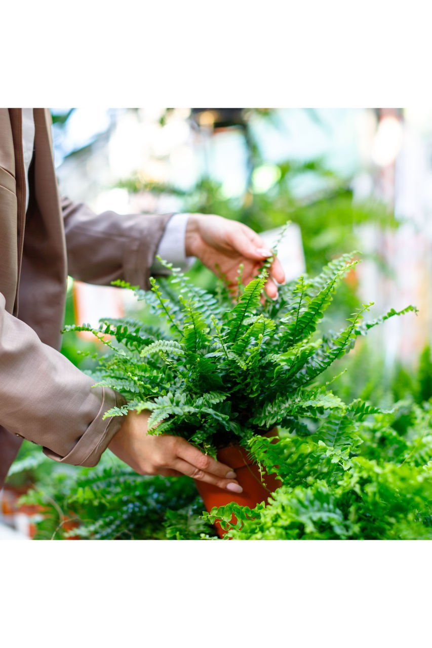 Aşk Merdiveni Çiçeği